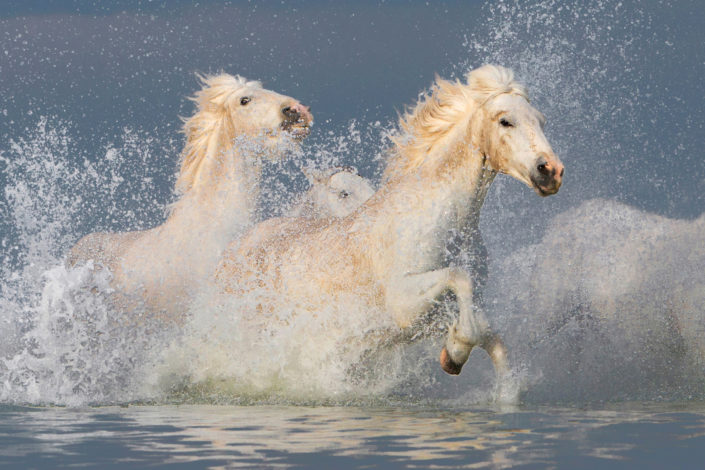 Tour in Camargue